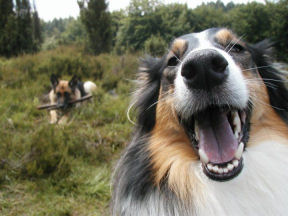 catie in der heide 2